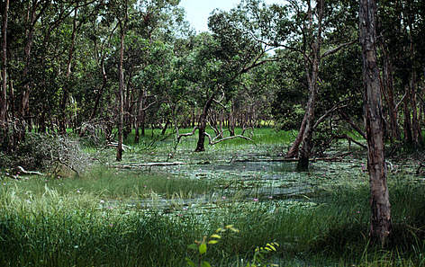 Image result for swamp