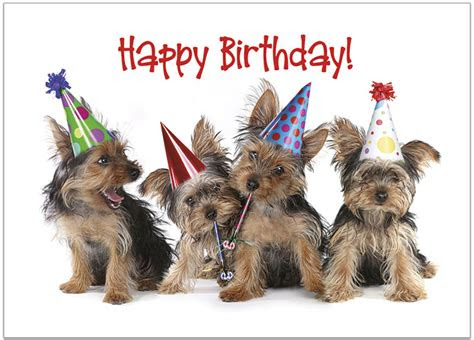  party dogs birthday card pet theme birthday cards posty cards