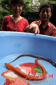 中国産 うなぎの危険性 食べるな危険 食材の危険性