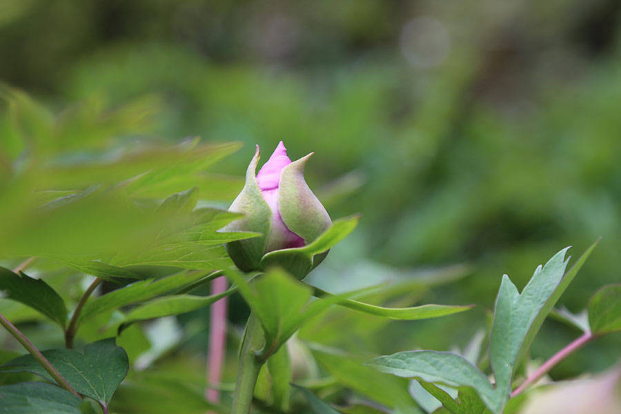 华夏最早叫 花夏 两者间到底有什么关联 牡丹