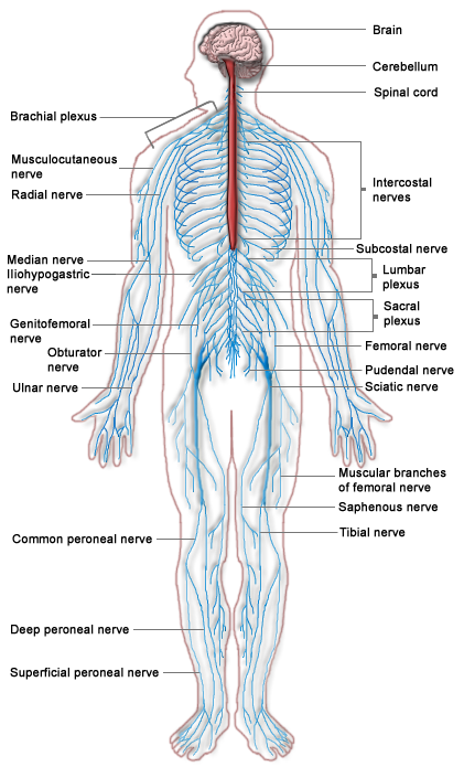 Human Physiology/The Nervous