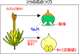 花のつくり
