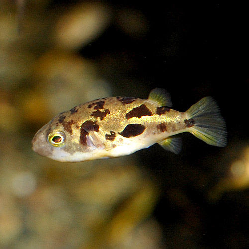 アベニー来たよ 熱帯魚ショップ 熱帯魚販売店 アクアライズ大宮