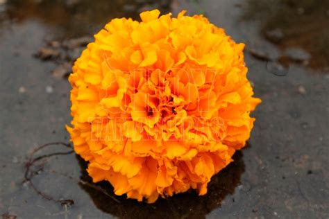 Some cities have parades and cultural performances. Hoy Tamaulipas - Foto del Dia: Flor de CempasÃºchil