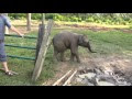 Baby Elephant Sees A Scary Goat. Reacts Just Like Any Baby Would. LOL