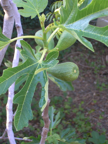 fig tree 2