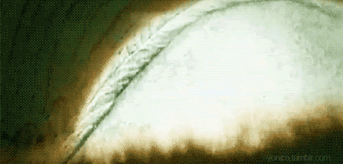  photo tumblr_llzqy4x7gJ1qgqkw9o1_500.gif