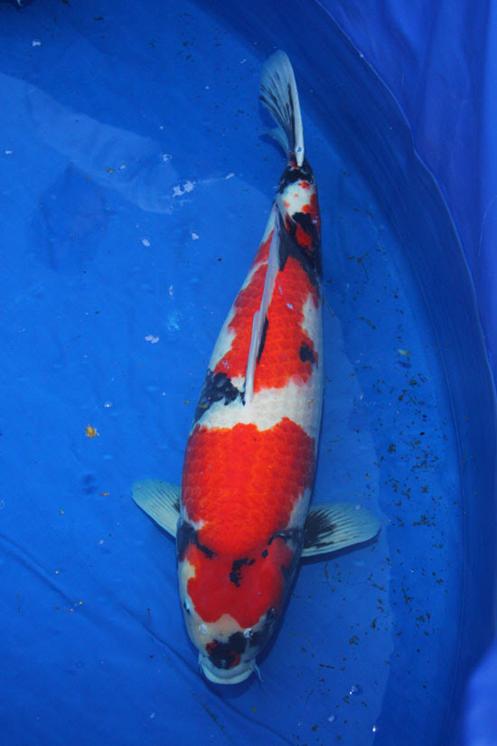 Gosanke Japanese Koi Kohaku, Showa Sanke and Taisho Sanke