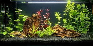 10 KG DRAGON ROCK STONE AQUARIUM IWAGUMI STYLE SET OF STONES AQUASCAPING  eBay