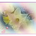 photo art mary
