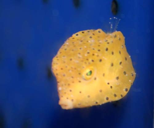 白点治療に欠かせないのは 薬と もう一つ 病気について 海水魚のパイオニア 日海センター 日海フィッシュコム