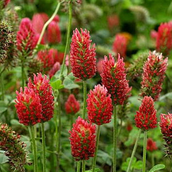 ストロベリーキャンドルの育て方 ヤサシイエンゲイ