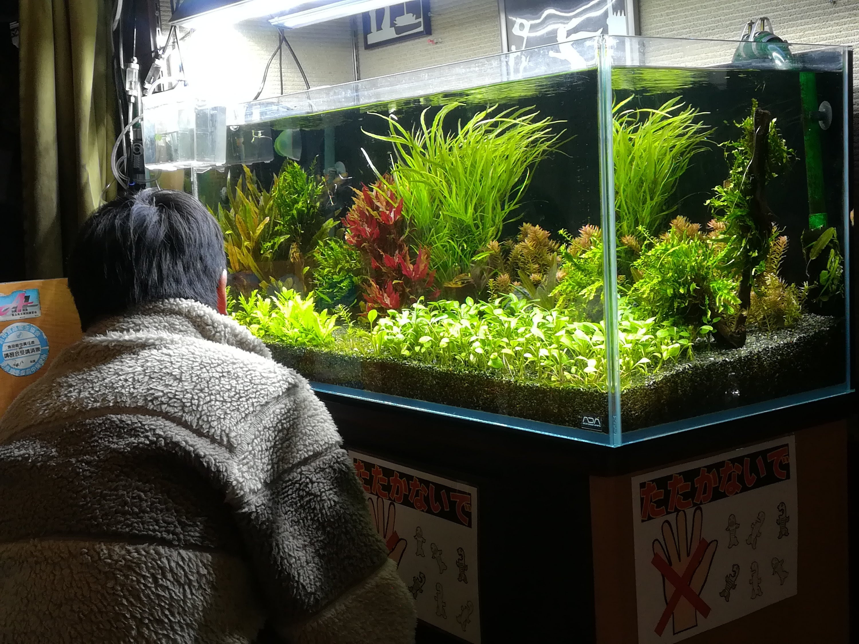 とある中華料理屋さんの水槽 株式会社セラジャパン