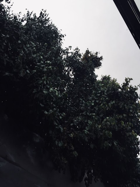 wallpaper daun kayu hitam