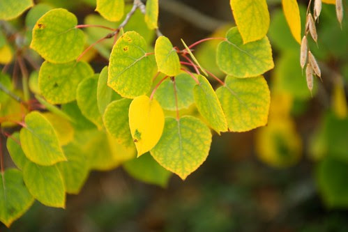 Aspen changing