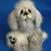 bwPuppy3423a