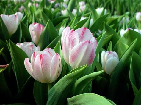 tulip flower tulip flowers backgrounds wallpapers