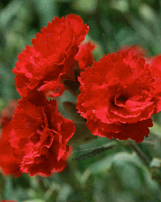 花 カーネーション 5月10日の花と花言葉 カーネーション 魅る魅るガーデニング