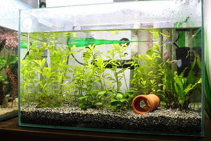 熱帯魚の飼い方 底砂編 きんぴなさん