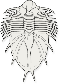 LICHIDA-Acanthopyge