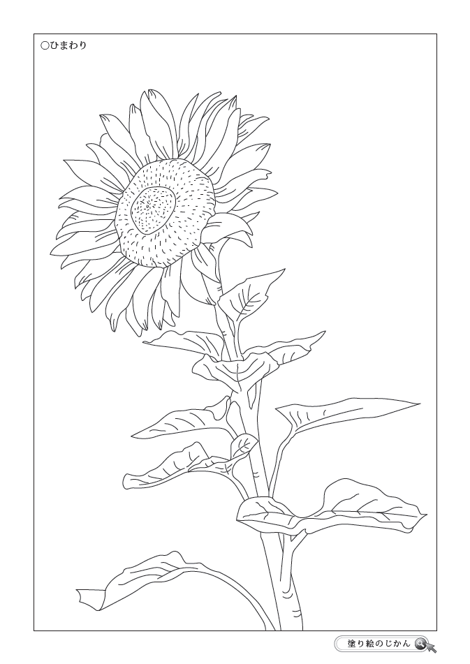 夏の花ぬりえ 塗り絵のじかん