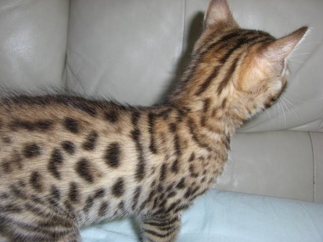 Beautiful Bengal Kittens TICA Reg Home Raised FOR SALE ...