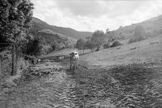 Vacas en Valgañón - f.11