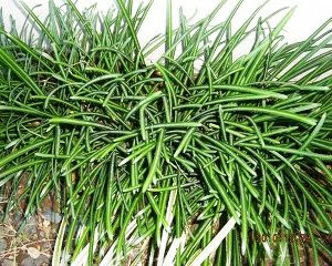彼岸花には葉っぱはないのか 観葉植物レンタルの大阪アルファ ウィン