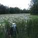 redandjonny:  Jonny and the swamp