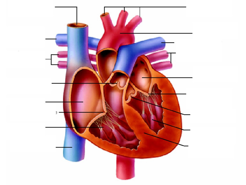 Free Heart Diagram Unlabeled, Download Free Heart Diagram ...