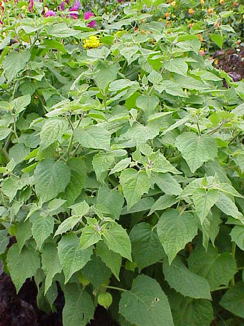 http://upload.wikimedia.org/wikipedia/commons/c/cd/Physalis_peruviana0.jpg