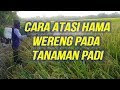 Bagaimana mengatasi hama wereng pada tanaman Padi