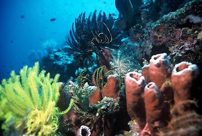Nn_chantt: Dunia Bawah Laut