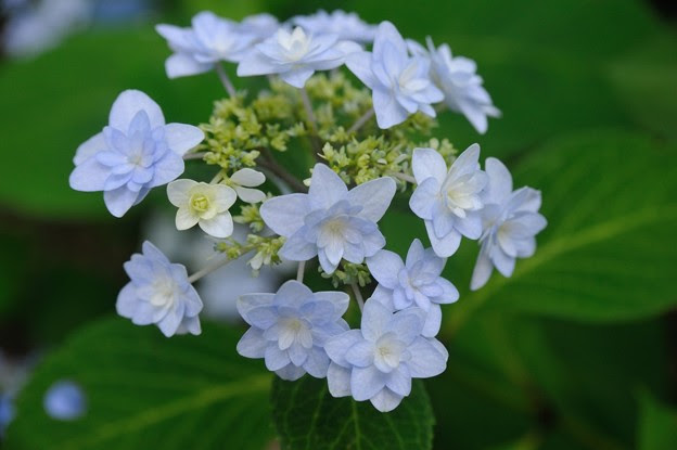紫陽花 星花火 1 照片共享頁面 攝影藏