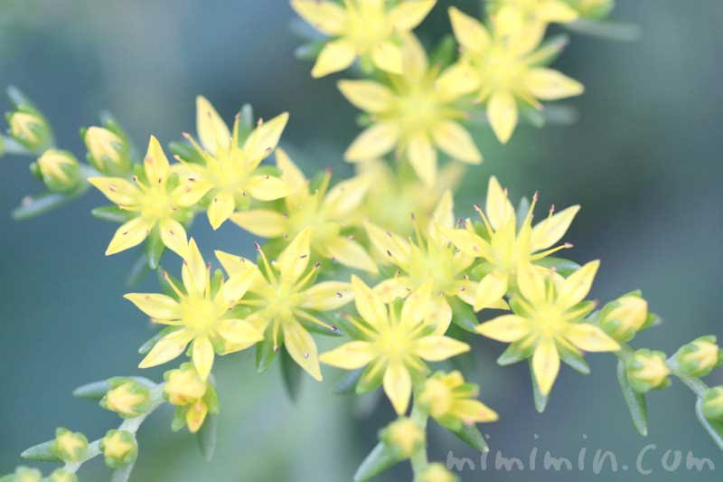 セダム 星のような黄色い花 花の写真 花言葉 みみみんブログ