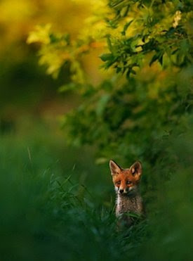 Cele Mai Frumoase Fotografii Din Natura In 2013 Galerie Foto