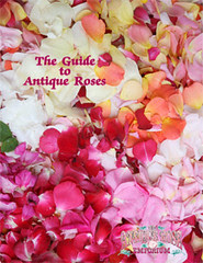 Mail Order Site - Roses only: