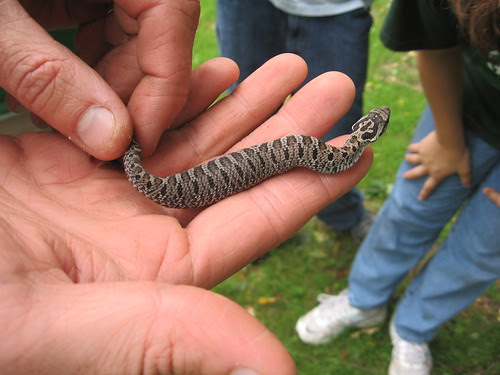Baby Eastern Hognose Snake