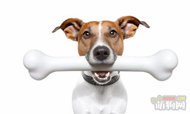 爱犬（狗狗）伴有血便、粘液便、脂肪便的疾病有这些_超凡哈士奇_萌狗网 