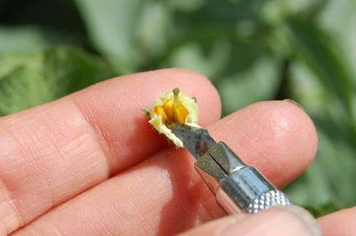 Potato hand-pollination 3