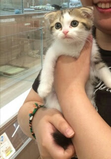 港区のカインズで可愛い子猫を抱っこ 名古屋で遺品整理 不用品回収 買取 片付けは パートナー