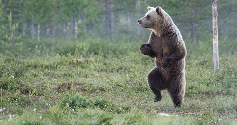 思わずニヤリ 野生動物たちのおもしろ写真コンテスト 人民網日本語版 人民日報