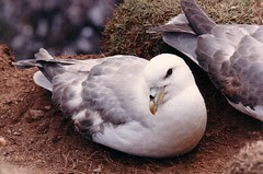 fulmars