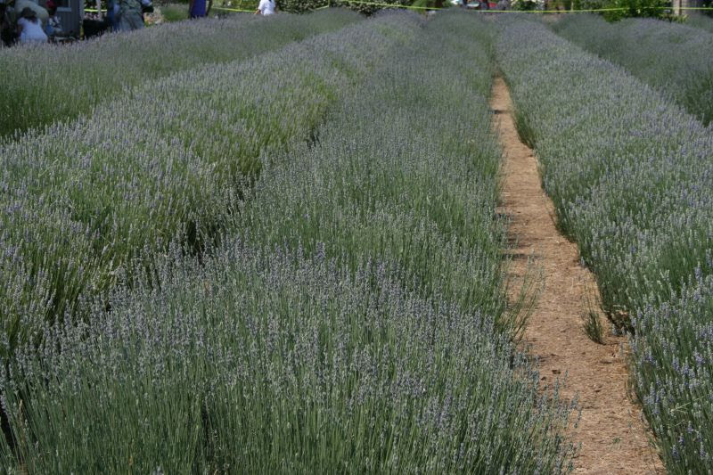Lavender Field
