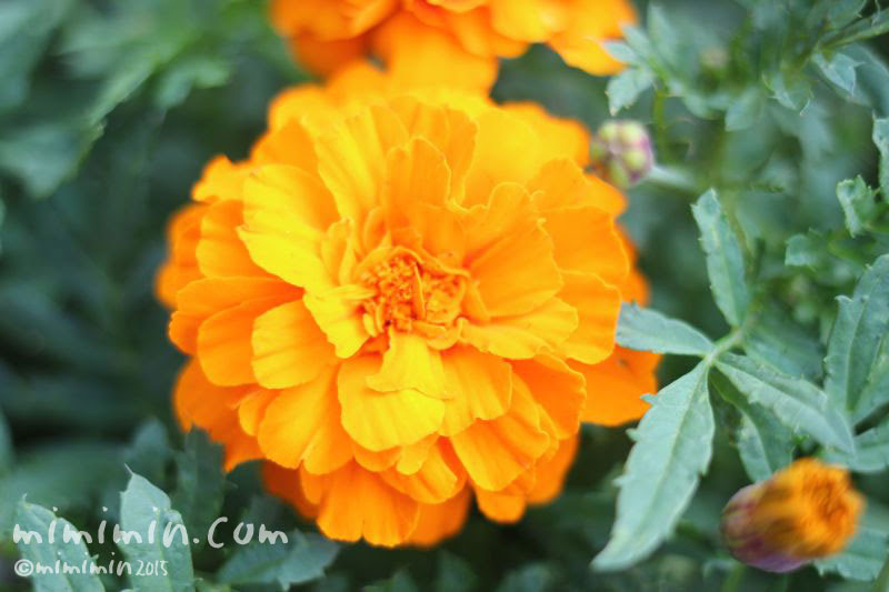 オレンジ色のマリーゴールド 花の写真 花言葉 みみみんブログ