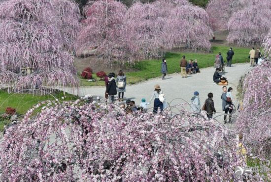 三重縣鈴鹿市森林庭園 垂枝梅盛開如同粉色的巨龍 3 日本頻道 人民網