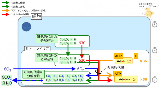 概論 エネルギー代謝 ブドウ糖の嫌気的代謝と好気的代謝 ブドウ糖の好気的代謝 一歩一歩学ぶ生命科学