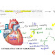 41 external structure of the heart with labels