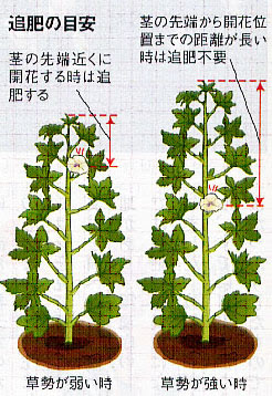 オクラが肥料不足 肥料過多 のぶさんの野菜の時間ですよ