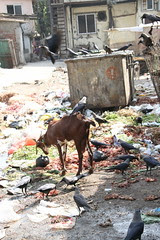 Bandra Is The Sacrificial Goat of the Suburbs by firoze shakir photographerno1